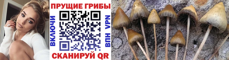 Псилоцибиновые грибы мицелий  darknet какой сайт  Краснокаменск 